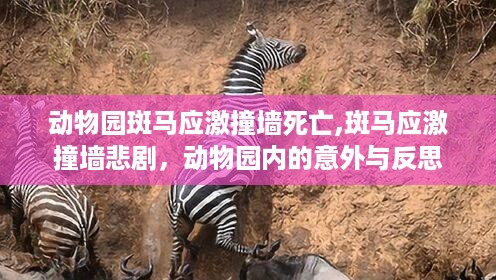 森久 第43页