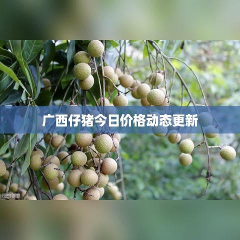 臼灶生蛙 第2页